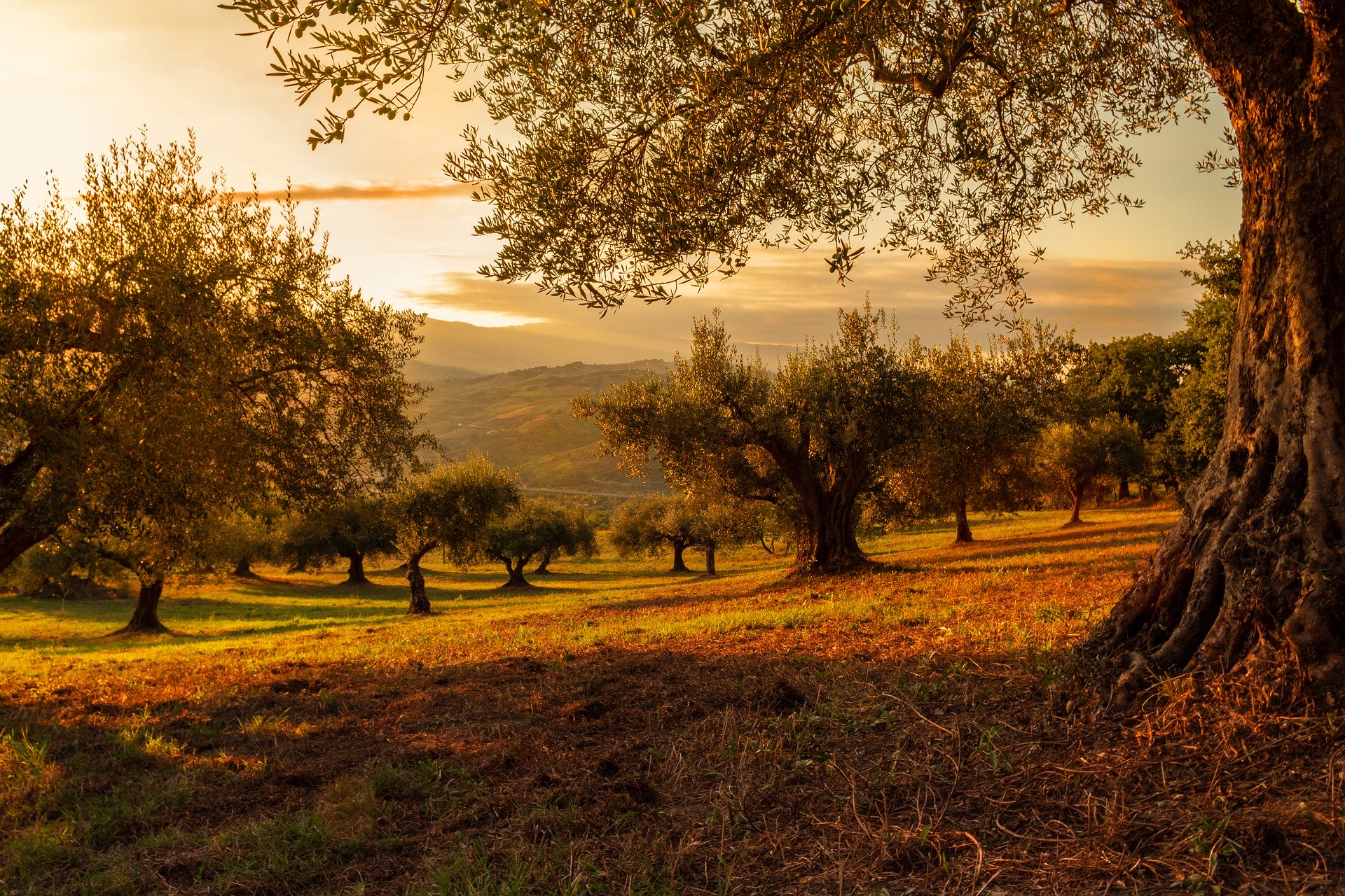 Plantation Background image